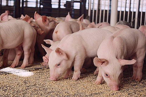 The reason why live hog prices vary between Vietnam and China