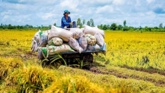 Giá gạo Việt Nam tiếp tục tăng trong bối cảnh nguồn cung khan hiếm