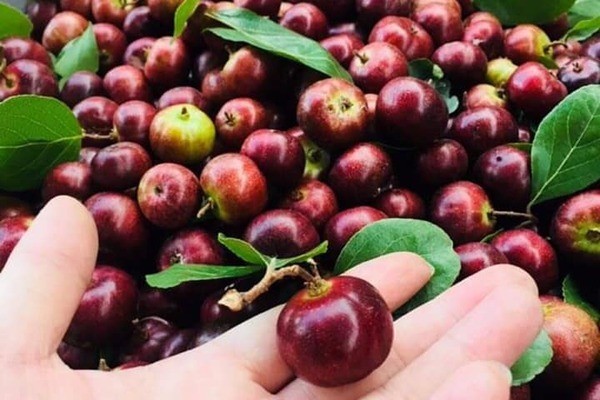 The purple hue of "Hong Quan" fruit is sweet.