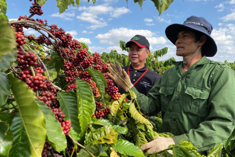 To "open the door" to Europe, Vietnamese coffee must protect the environment.