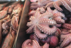 Tin vui từ ngành xuất khẩu: Mực, bạch tuộc sang Nhật Bản đã có sự hồi phục