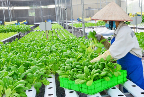 Ho Chi Minh City promotes sustainable and modern urban agriculture