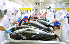Những doanh nghiệp nào đang dẫn đầu xuất khẩu cá ngừ sang EU?