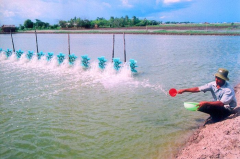 Cà Mau đặt mục tiêu sản lượng nuôi trồng thủy sản đạt 570.000 tấn/năm vào năm 2030