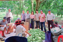 Doanh nghiệp “bắt tay” cùng nông dân tìm đầu ra cho sản phẩm xoài