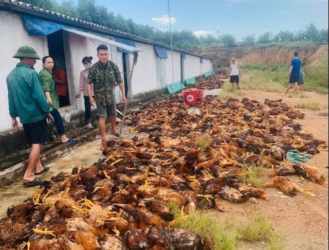 Quạt gió gặp sự cố cùng với thời tiết nắng nóng đã khiến gần 8.000 con gà của một trang trại huyện Can Lộc bị chết