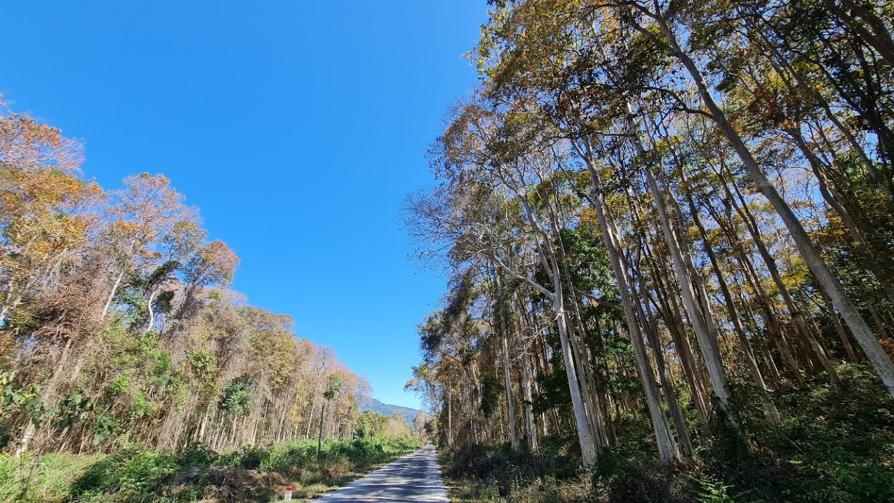 One of the directions that Sa Thay district focuses on is the development of eco-tourism in Chu Mom Ray National Park.