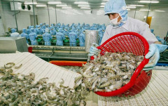 Tăng cường nhập khẩu tôm vào Trung Quốc: Động lực phục hồi xuất khẩu tôm