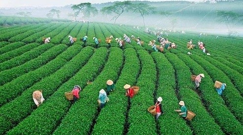 Endless tea hills in the tea capital of Lam Dong province.