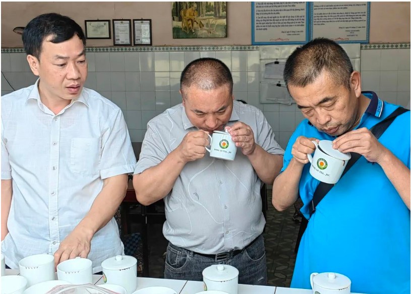 The team of experts picks fresh Vietnamese tea leaves for processing using the technology of Pu Er tea.