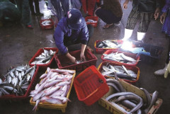 Hà Tĩnh: Lộc Hà phát huy lợi thế, khai thác thuỷ hải sản hiệu quả