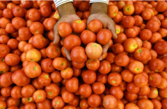 Ấn Độ: Nông dân trồng cà chua hưởng lợi nhờ giá cà chua tăng vọt
