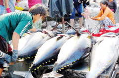 Thuận lợi vào EU, xuất khẩu cá ngừ Việt vẫn khó khăn khi sang Mỹ