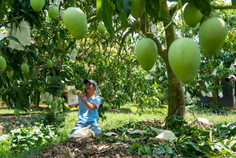 Dong Thap prioritizes the implementation of the plan to cultivate 500 hectares of fruit trees.