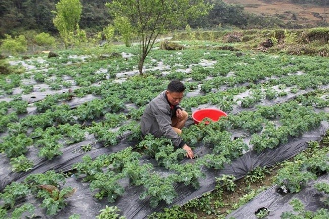 Mr. Trang Sao Long, Phu La ethnic group, Lung Phinh commune was the first household to plant and continue to maintain the area of kale to ensure income. (Photo: Bac Ha District Department of Agriculture)