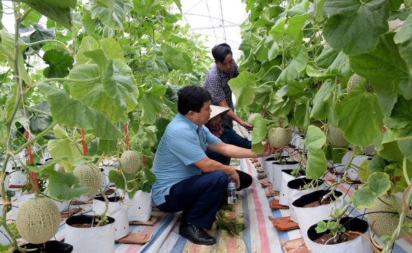 Mô hình trồng dưa  trong nhà kính mang lại hiệu quả kinh tế cho nhà nông  Nghệ An
