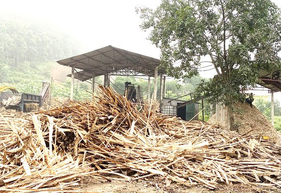 Một cơ sở chế biến gỗ dăm ở huyện Đoan Hùng