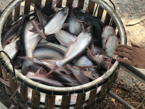 Vietnam's exports of domestic pangasius are gradually recovering.