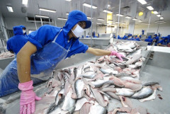 Xuất khẩu cá tra Việt Nam đạt giá trị 143 triệu USD, có dấu hiệu đang trên đà phục hồi