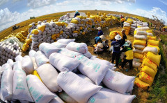 Xuất khẩu gạo Việt Nam tăng trưởng khả quan trên trường quốc tế