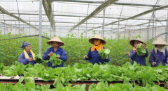 Xây dựng phát triển chuỗi cung ứng thực phẩm an toàn tại Phú Thọ