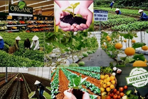 Vietnamese organic agricultural products are exported to more than 180 nations and territories.