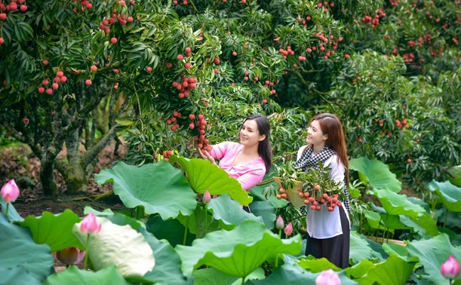 Việc có đông du khách biết đến du lịch trải nghiệm mùa vải ở Thanh Hà trong vụ vải vừa qua cũng là một tín hiệu vui cho phát triển du lịch gắn với nông nghiệp trong thời gian tới.