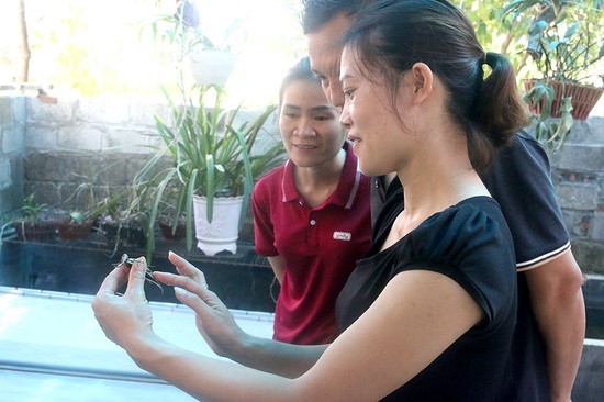 Ca Cuong farming model of Mrs. Nguyen Thi Thu Hien's family in Thong Nhat area, Thanh Son town.