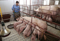 Trung Quốc là thị trường tiềm năng để xuất khẩu thịt lợn Việt Nam
