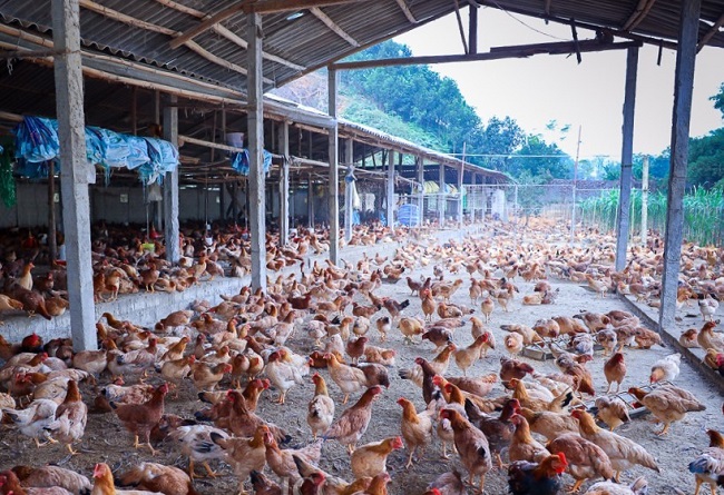 Trại gà của HTX Chăn nuôi gia súc, gia cầm Xuân Tiến (xã Xuân Quang, huyện Bảo Thắng)