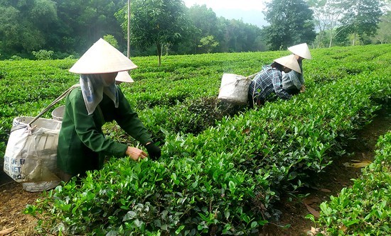 Tea products in priority areas are supported by technology, which has helped create products of uniform quality, contributing to the development of the Phu Tho tea brand.