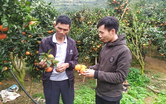 Cây ăn quả có múi tại huyện Tân Sơn cũng đang được huyện quan tâm, hỗ trợ xây dựng các tiêu chí để đủ điều kiện trở tha hs sản phẩm OCOP