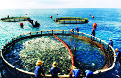 CPTPP vẫn mang lại lợi thế cho thủy sản Việt Nam trong năm 2023