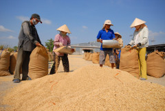 Việt Nam đảm bảo đủ lượng gạo phục vụ xuất khẩu 2023