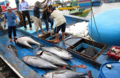 Khẩn trương thực thi các biện pháp mạnh chống khai thác hải sản bất hợp pháp