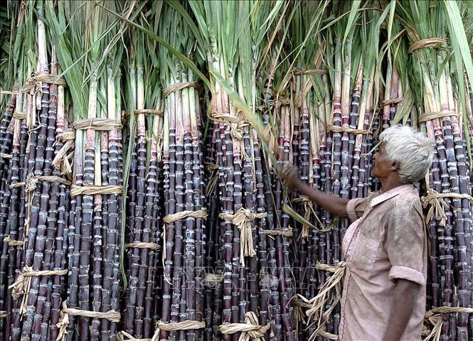 Sau lúa gạo, Ấn Độ có thể xem xét hạn chế xuất khẩu đường