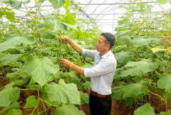 Phú Thọ: Phương thức sản xuất nông nghiệp trong thời kỳ 4.0