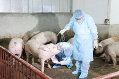 Hà Tĩnh chủ động phòng chống dịch tả lợn châu Phi
