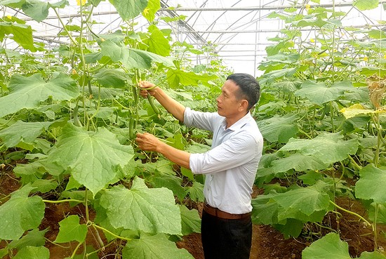 Mô hình trồng dưa an toàn mang lại hiệu quả cao tại HTX rau củ quả sạch Mạnh Liên, xã Hương Nộn, huyện Tam Nông