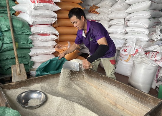 Nguồn cung gạo vẫn dồi dào, duy trì ổn định, không bị đứt gãy và không có tình trạng tiểu thương thu mua lúa, gạo ồ ạt