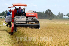 Bộ trưởng Nguyễn Hồng Diên: Bảo đảm chất lượng và thương hiệu để sản xuất lúa gạo thông suốt