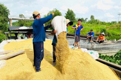 Việt Nam còn khoảng 2,67 triệu tấn gạo để xuất khẩu