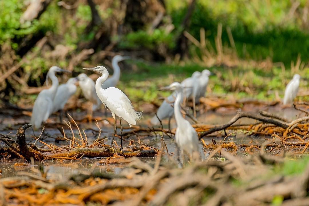 The land with the scene of white stork wings is as beautiful as the movie