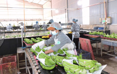 Nông nghiệp, lâm nghiệp và thủy sản nỗ lực đảm bảo nguồn cung cho xuất khẩu