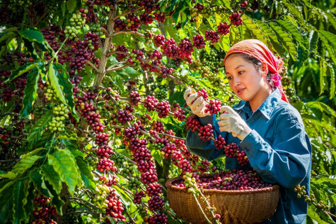 China will be the largest market for Vietnamese agricultural products in 2023.