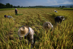 Hiện tượng El Nino đe dọa làm gián đoạn nguồn cung ngũ cốc ở châu Á