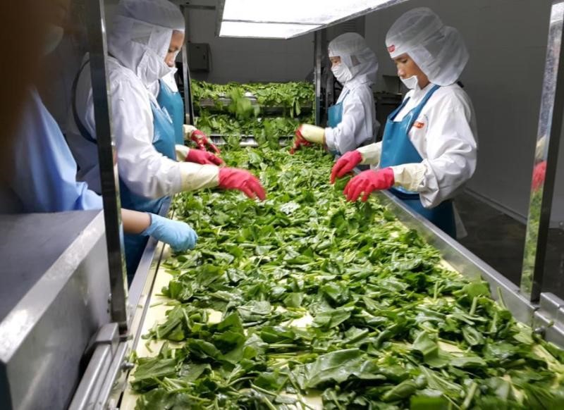 Agriculture, forestry, and fisheries strive to ensure supply for export. Agriculture, forestry, and fisheries strive to ensure supply for export.