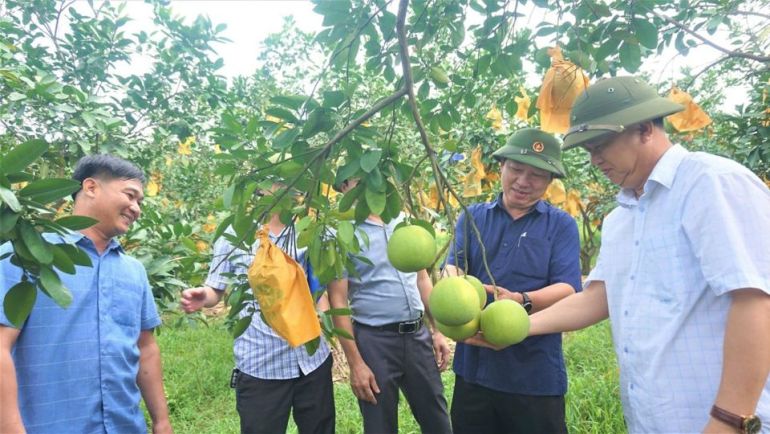 Lãnh đạo huyện Hương Khê đang nỗ lực phát triển bưởi Phúc Trạch cho quê hương.