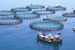 Bàn giải pháp phát triển giống và thức ăn phục vụ ngành nuôi biển