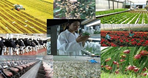Thanh Hoa is committed to incorporating science and technology into agricultural production.